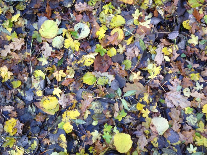 woodland-walk-nov-16